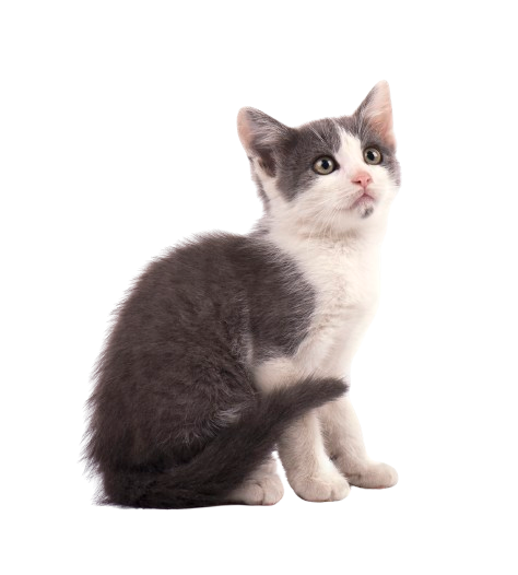 cat png